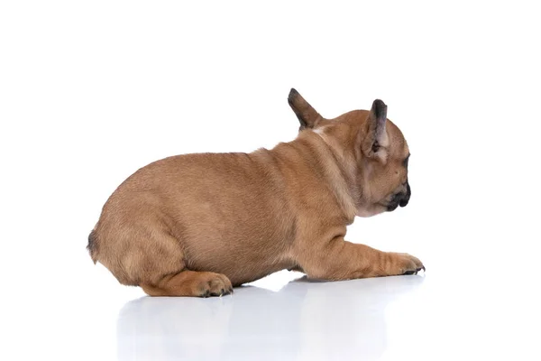 一只小法国斗牛犬的侧面视图 它有小鹿毛 在白色的背景下远望 站在一边 — 图库照片