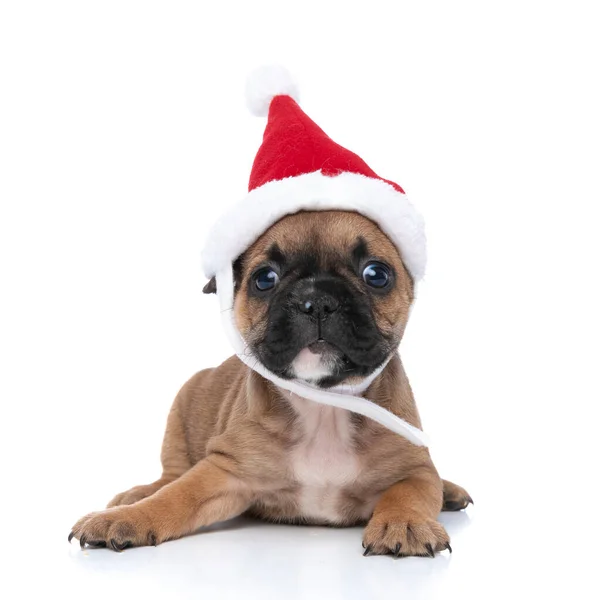 Adorable French Bulldog Dog Wearing Christmas Hat Looking Camera Lying — Stock Photo, Image