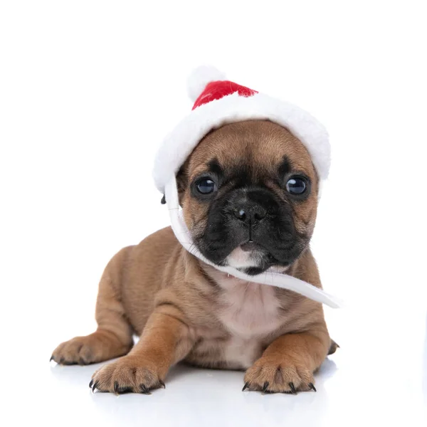 Söt Fransk Bulldog Firar Jul Med Sin Hatt Inga Bekymmer — Stockfoto