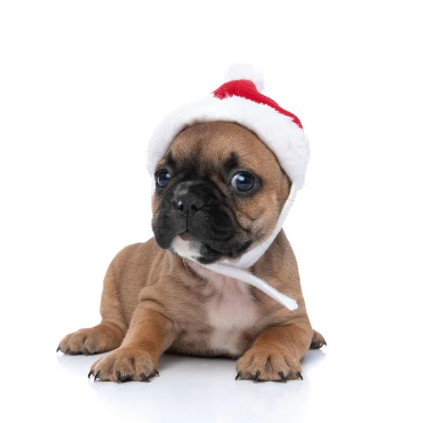 Söt Fransk Bulldog Poserar Med Sin Jul Hatt Och Känner — Stockfoto