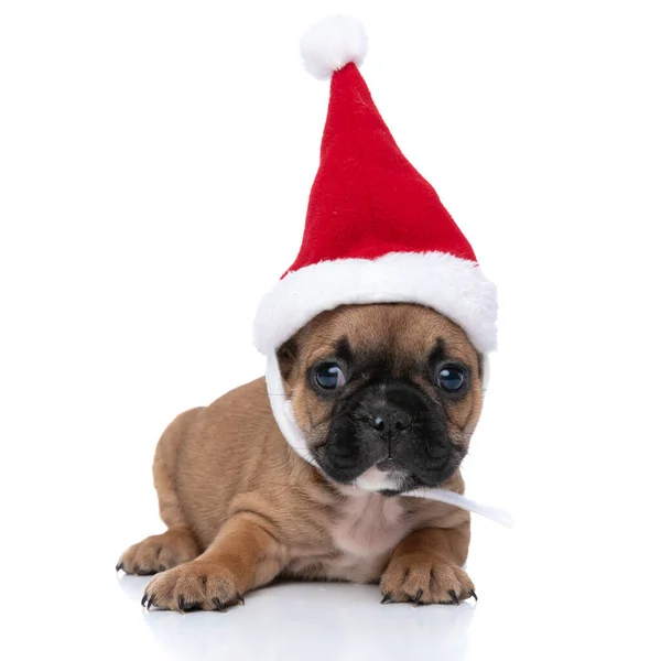 英俊潇洒的法国斗牛犬头上戴着一顶圣诞帽 望着别处 脸色苍白地躺在地上 — 图库照片
