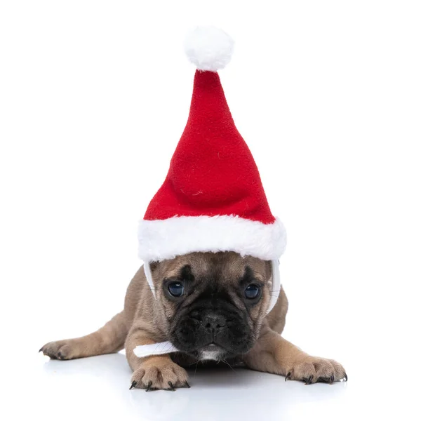 Süße Kleine Französische Bulldogge Mit Weihnachtsmütze Legt Sich Hin Und — Stockfoto