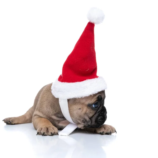 Mooie Franse Bulldog Hond Draagt Een Kerstmuts Liggend Kijkend Naar — Stockfoto