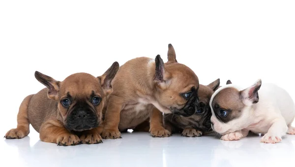 Três Cães Buldogue Franceses Estão Fofocando Canto Enquanto Seu Amigo — Fotografia de Stock