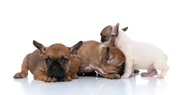 Bulldog Francés Ocupa Sus Asuntos Mientras Sus Dos Amigos Están —  Fotos de Stock