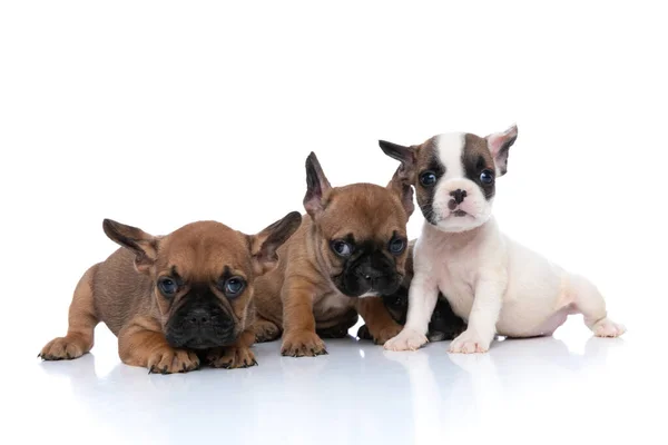 Tres Perros Bulldog Franceses Están Escondiendo Amigo Cámara Contra Fondo —  Fotos de Stock