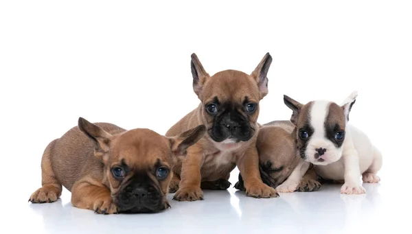 Tres Perros Bulldog Franceses Están Mirando Cámara Uno Ellos Está —  Fotos de Stock