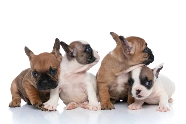 Four French Bulldog Dogs Loving Each Other Sitting White Background — Stock Photo, Image