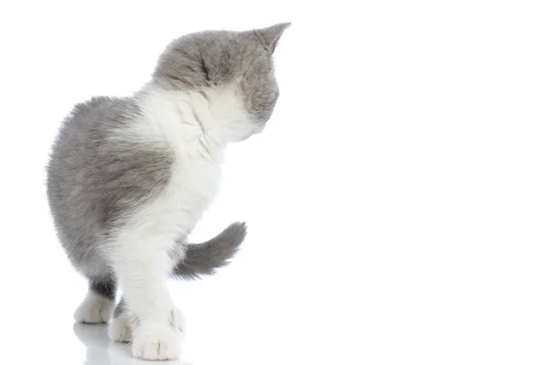 Side View British Shorthair Cat Looking Away Camera Standing White — Stock Photo, Image