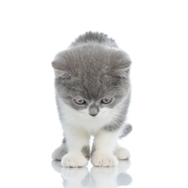 Ngiliz Shortair Cat Beyaz Arka Planda Duran Kendi Yansımasını Görünce — Stok fotoğraf