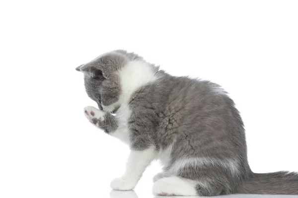 Side View Beautiful British Shorthair Cat Cleaning Her Paw Sitting — Stockfoto