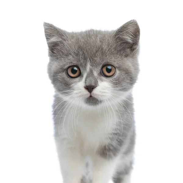 Extremely Adorable British Shorthair Cat Looking Camera Standing White Background — Stock Photo, Image