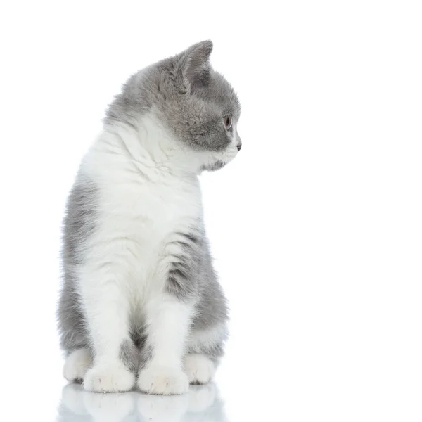 Bonito Britânico Shorthair Gato Olhando Para Seu Lado Sentado Contra — Fotografia de Stock