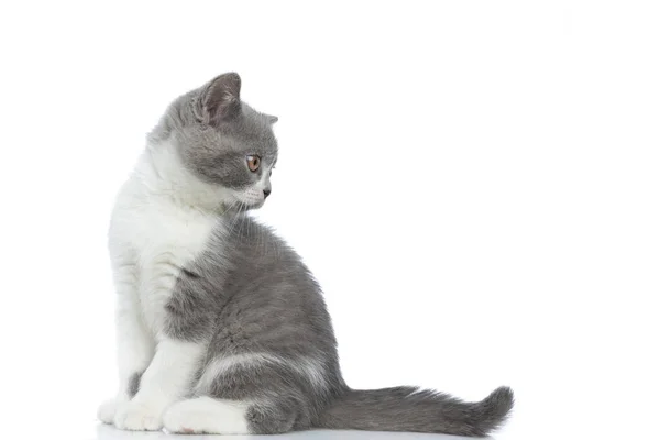 可爱的英国短毛猫回头看过去 背靠着肩膀 坐在白色的背景上 — 图库照片