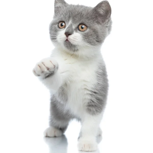 Sladký Britský Krátkosrstý Kočka Udeří Něco Tlapkou Stojí Proti Bílému — Stock fotografie