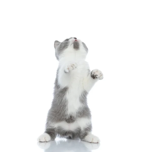 Pouco Britânico Shorthair Gato Está Tentando Chegar Algo Com Suas — Fotografia de Stock