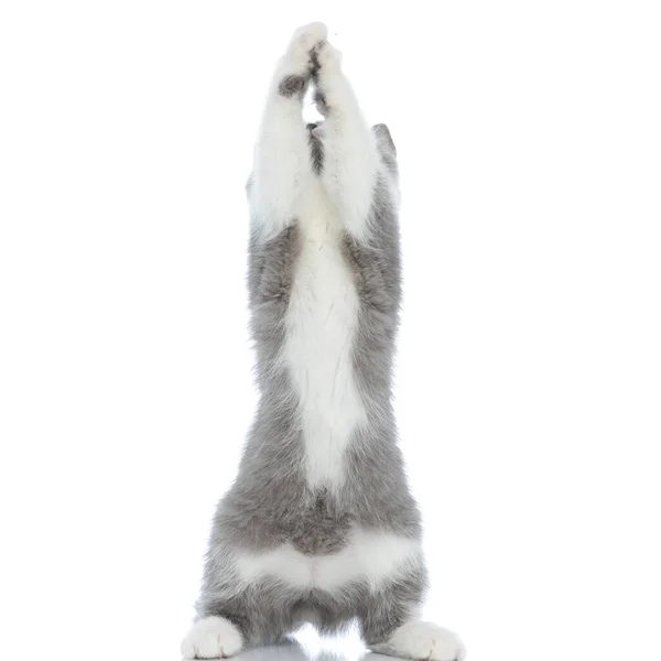 Bonito Britânico Shorthair Gato Pegou Algo Suas Garras Sobre Pernas — Fotografia de Stock