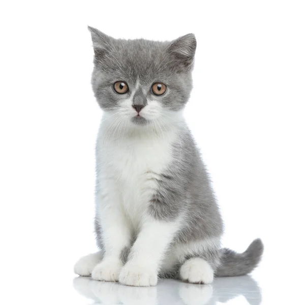 Sladká Malá Britská Krátkosrstá Kočka Jen Sedí Dívá Kameru Proti — Stock fotografie