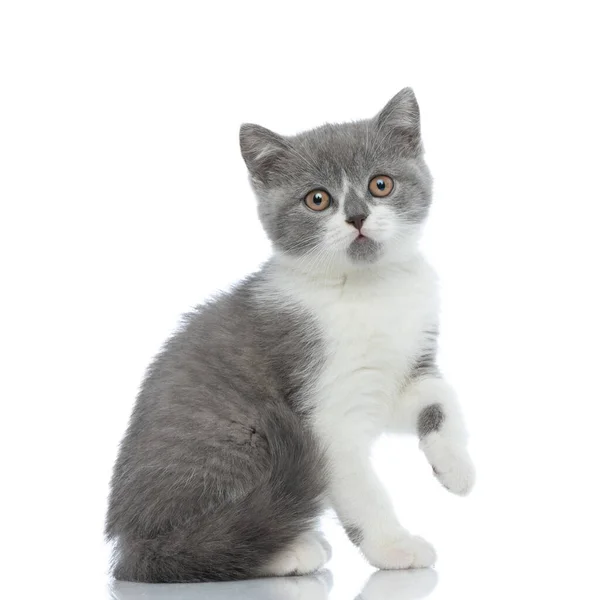 Pequeño Británico Taquigrafía Gato Con Pata Arriba Mirando Cámara Sentado — Foto de Stock