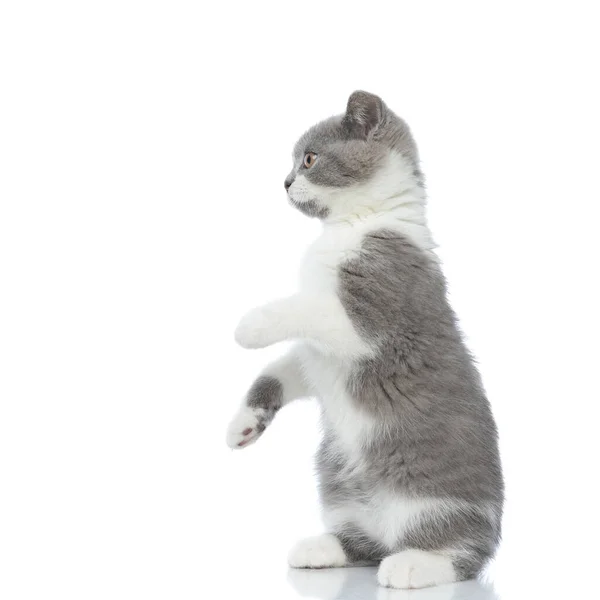 Side View Playful British Shorthair Cat Having Fun Standing Hind — Stock Photo, Image