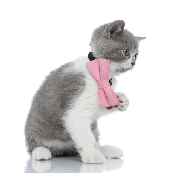一只可爱的英国短毛猫高举一只爪子 准备玩耍 戴着粉红的领带 靠着白色的背景坐着 侧面看 — 图库照片