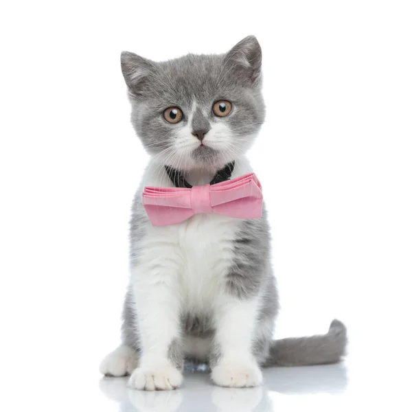 可爱的英国短毛猫 戴着粉色的领带 看着相机 靠着白色的背景坐着 — 图库照片