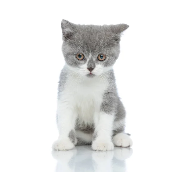 Pequeno Britânico Shorthair Gato Olhando Para Longe Sendo Pensativo Sentado — Fotografia de Stock