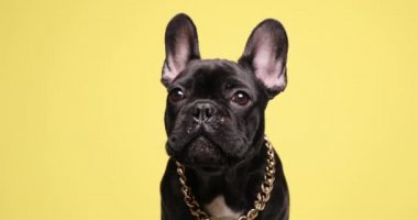 Sarı arka planda burnu yalayan, havlayan ve stüdyoda oturan güzel Fransız köpeği.