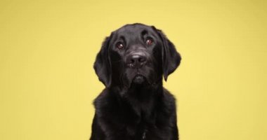 Küçük şirin Labrador av köpeği sarı arka plana bakıyor ve stüdyoda oturuyor.