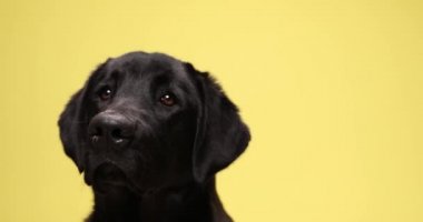 Labrador av köpeğinin sarı arka plandaki stüdyoya bakıp takip etmesi.