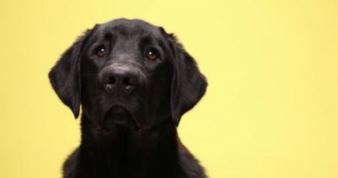 Tatlı küçük Labrador av köpeği yukarı ve yana tuhaf bir şekilde bakıyor ve sarı arka planda stüdyoda yürüyor