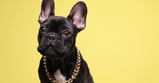 Cachorro Bulldog Francés Joven Con Cuello Dorado Alrededor Del Cuello — Vídeos de Stock