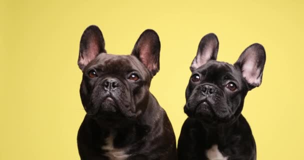 Pasangan Anjing Bulldog Prancis Yang Manis Duduk Latar Belakang Kuning — Stok Video