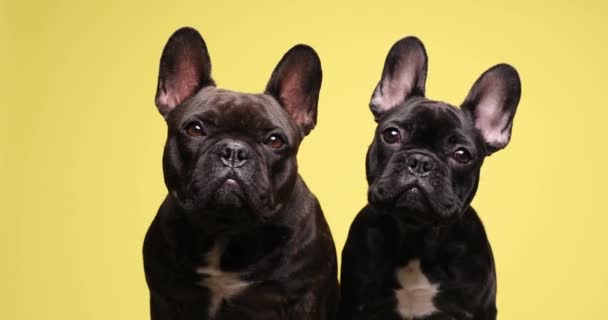 호기심어린 프랑스 강아지들은 호기심을 가지고 스튜디오에서 노란색 배경에 — 비디오