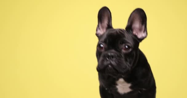 Dulce Perrito Bulldog Francés Mirando Alrededor Siguiente Sentado Sobre Fondo — Vídeos de Stock