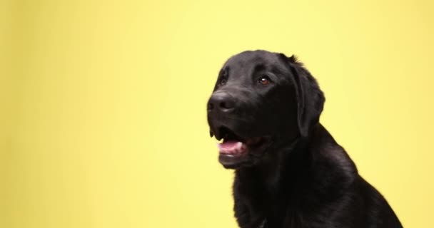 Slaperige Labrador Retriever Hond Zittend Een Zijaanzicht Positie Geeuwen Omhoog — Stockvideo