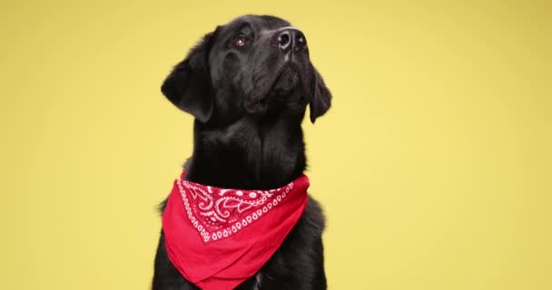 Dulce Perrito Labrador Retriever Vistiendo Pañuelo Rojo Alrededor Del Cuello — Vídeos de Stock