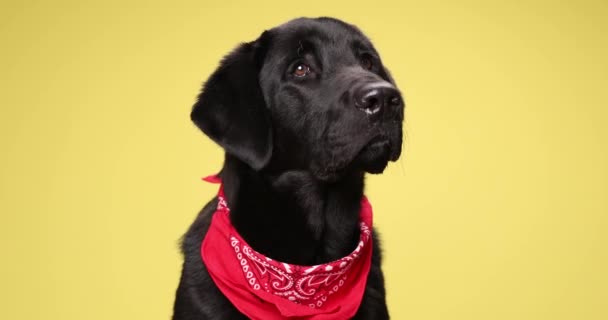 Adorable Perro Labrador Retriever Sentado Fondo Amarillo Vistiendo Bandana Roja — Vídeos de Stock