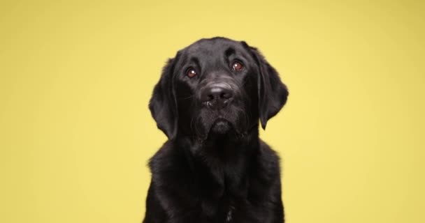 Roztomilý Malý Labrador Retrívr Pes Dívá Nahoru Stranou Žlutém Pozadí — Stock video