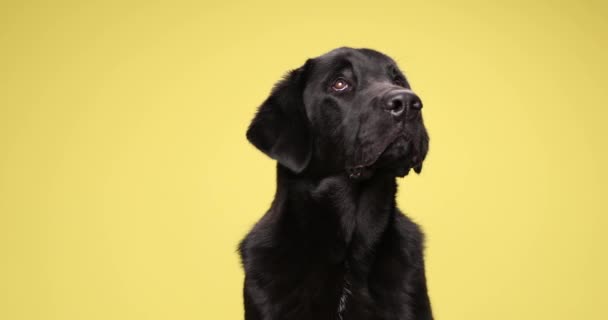 Precioso Cachorro Laboratorio Bostezando Curiosamente Mirando Hacia Arriba Siguiente Sobre — Vídeos de Stock