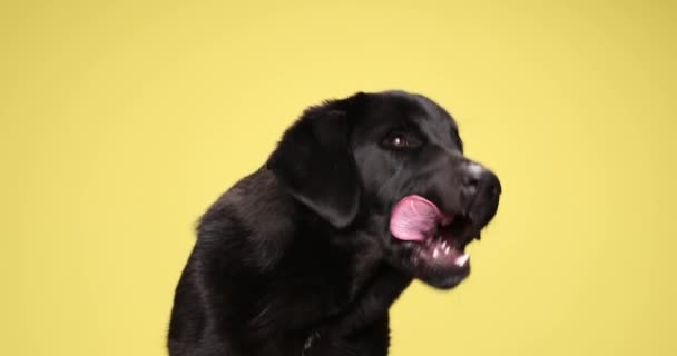 Hermoso Negro Labrador Retriever Cachorro Mirando Hacia Abajo Lamiendo Nariz — Vídeos de Stock