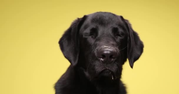 Curioso Pequeño Cachorro Labrador Retriever Mirando Hacia Arriba Hacia Lado — Vídeos de Stock