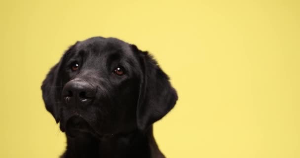 Close Adorable Labrador Retriever Dog Looking Yellow Background Studio — Stok Video