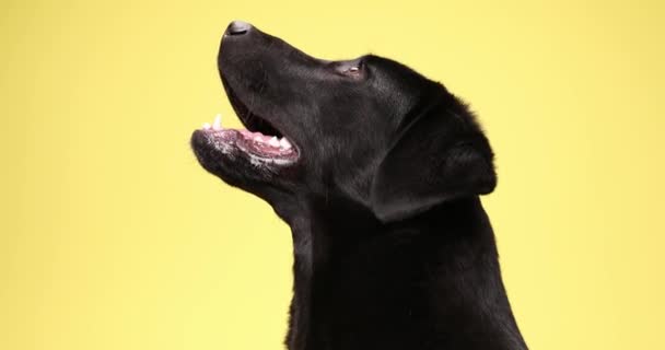 Gelukkig Klein Labrador Retriever Puppy Zitten Een Zijaanzicht Positie Gele — Stockvideo