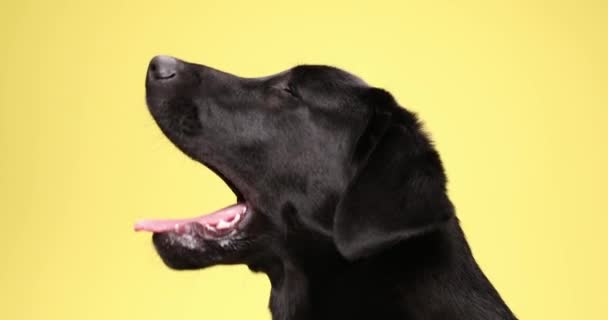 Vista Lateral Del Encantador Cachorro Labrador Retriever Sobresaliendo Lengua Jadeando — Vídeos de Stock