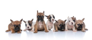 Yedi küçük köpek yavrusundan oluşan sevimli bir takım beyaz arka planda izole bir şekilde oturuyorlar.