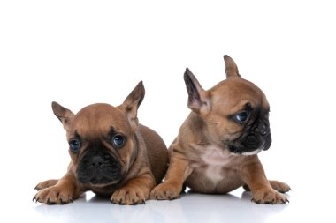 İki Fransız bulldog köpeği her biri kendi işine bakar ve beyaz arka plana yaslanır.
