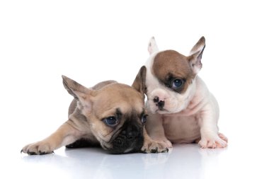 Fransız bulldog köpeği, beyaz arka planda arkadaşının kulağına ne fısıldadığını dinliyor.