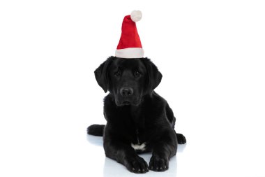 Güzel Labrador av köpeği uzanıyor ve beyaz arka planda bir Noel şapkası takıyor.