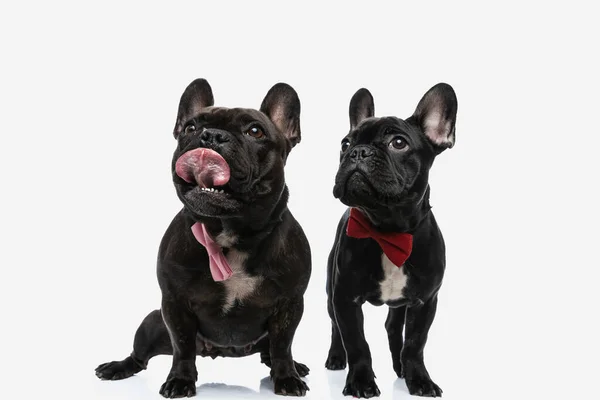 Zwei Französische Bulldoggen Lecken Maul Und Tragen Eine Fliege Vor — Stockfoto